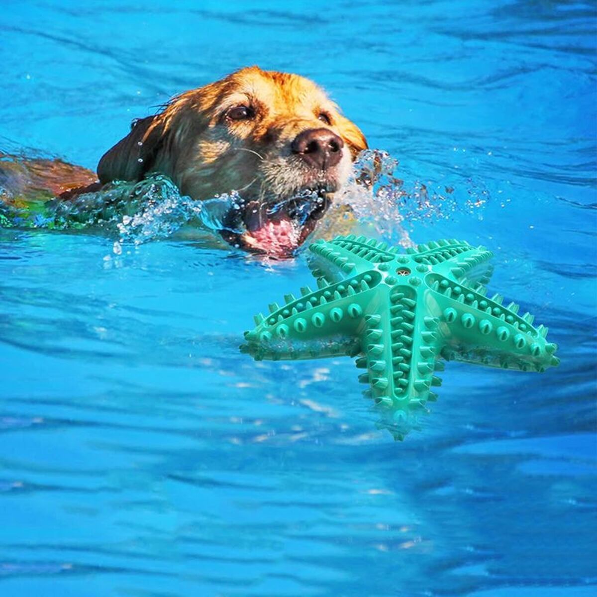 Playful Starfish Chew for Cleaner Dog Teeth